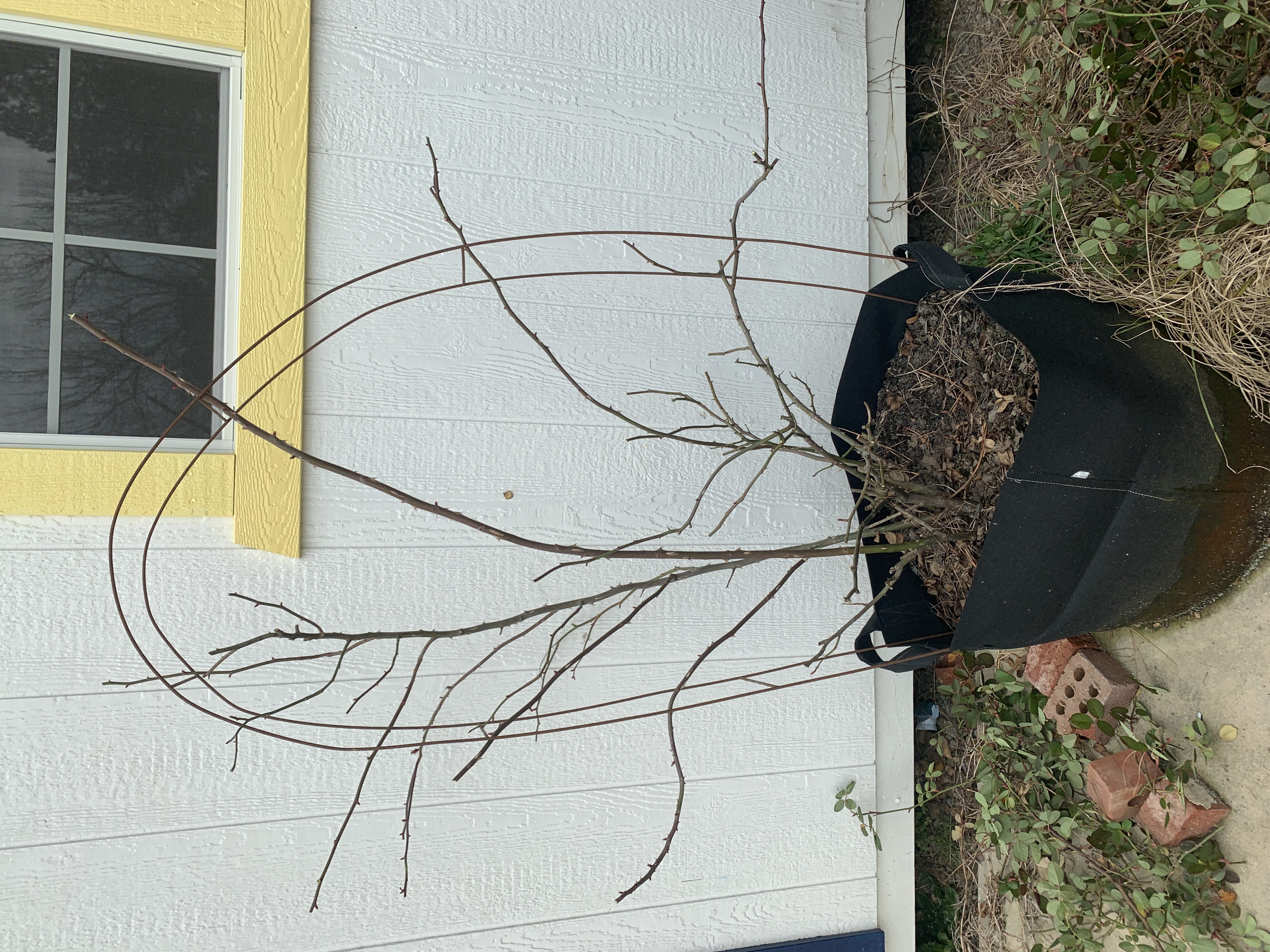 pruning